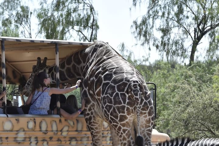 Tiket Out of Africa Wildlife Park di Camp Verde