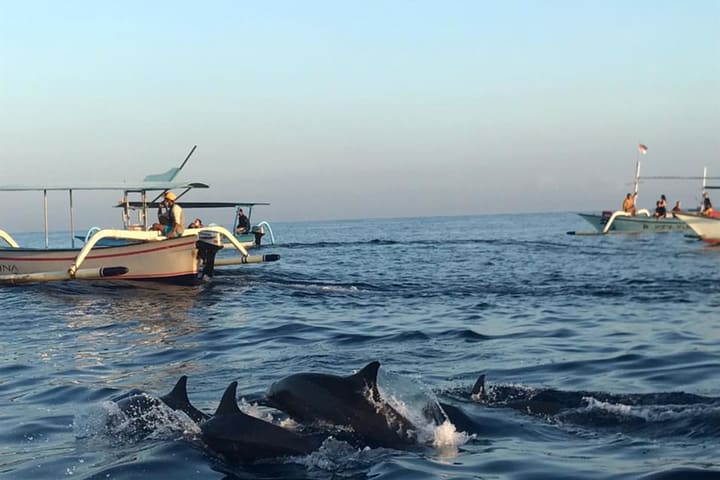 Snorkeling dan Melihat Lumba-Lumba Lovina