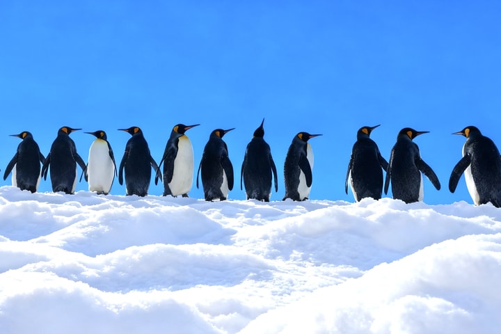 Asahiyama Zoo & Biei Blue Pond & Shirogane Falls or Farm Tomita Day Trip (Keberangkatan dari Sapporo, Hokkaido, termasuk kenang-kenangan)