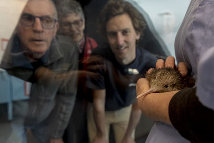 National Kiwi Hatchery - Kiwi Encounter Tour
