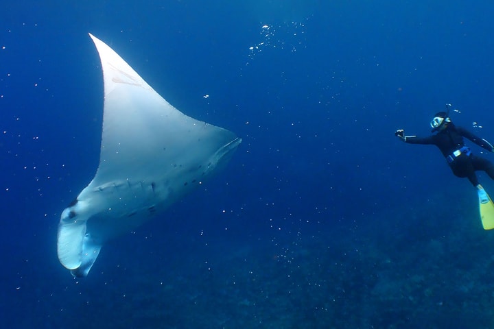 Snorkeling, Diving, & Fun Diving Experience in Kerama Islands