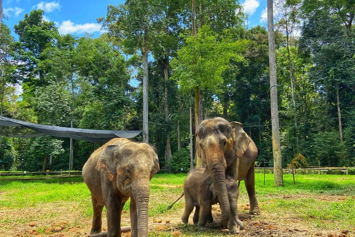 Kuala Gandah Elephant Sanctuary Day Tour dengan Makan & Transfer