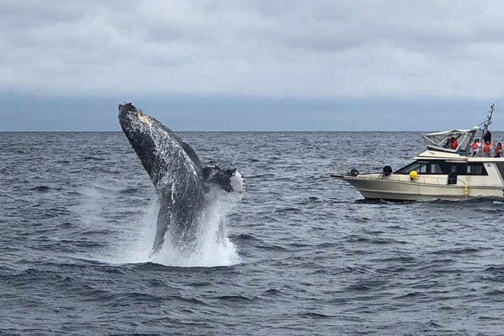 Tur Pengamatan Paus Okinawa (Pilih keberangkatan dari Pelabuhan Naha atau Chatan)