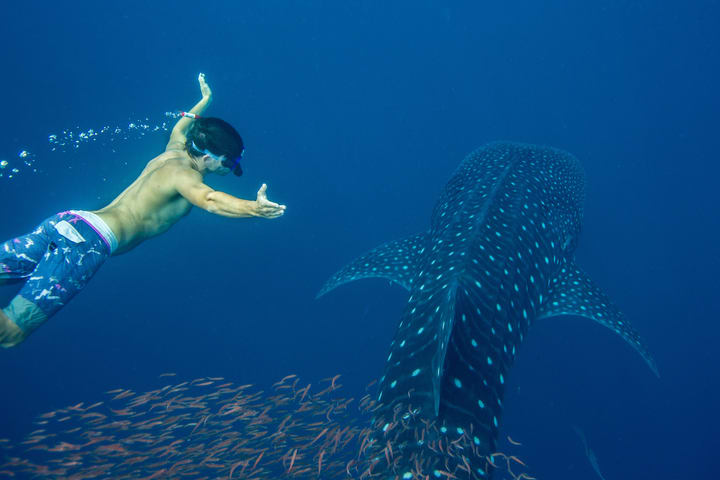 Whale Shark Watching in Puerto Princesa