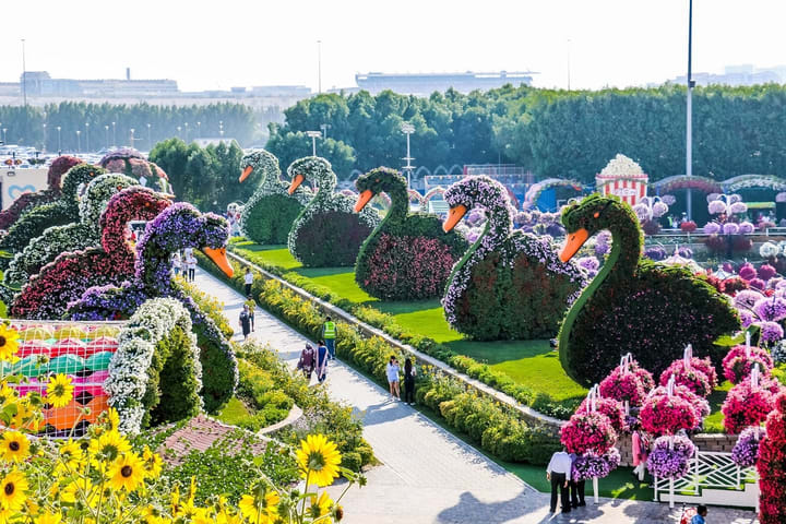 Dubai Miracle Garden Ticket
