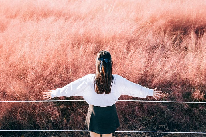 [Hotel Pick-up] Jeju Autumn Pink Muhly Day Tour - Small Group