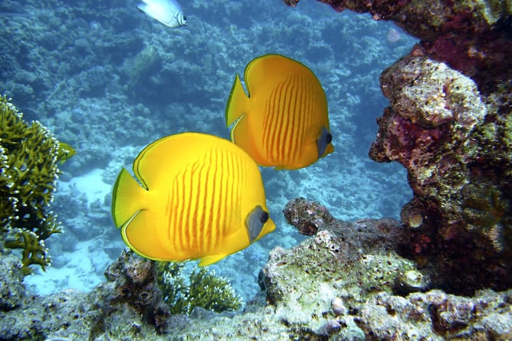 New Taipei City, Gongliao Longdong Diving Experience, No License R