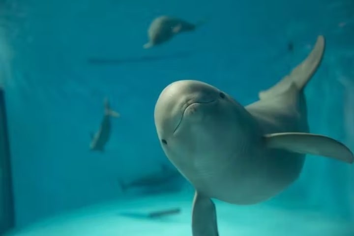 Tiket Miyajima Aquarium