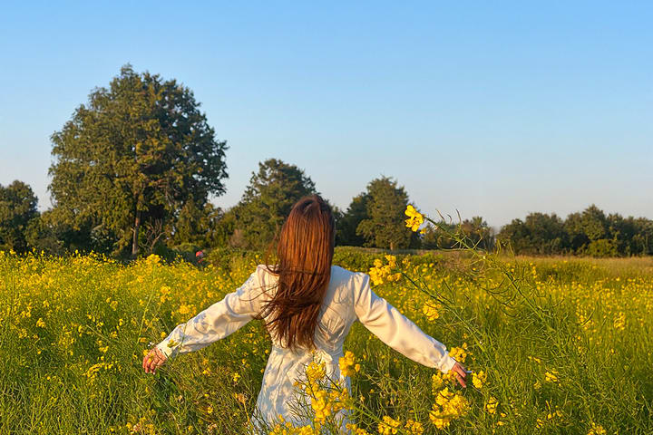 [Hotel Pick-up] Canola Flower Spring Day Tour With UNESCO Spots
