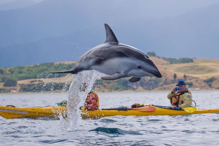 Wildlife Kayaking Adventure di Kaikoura