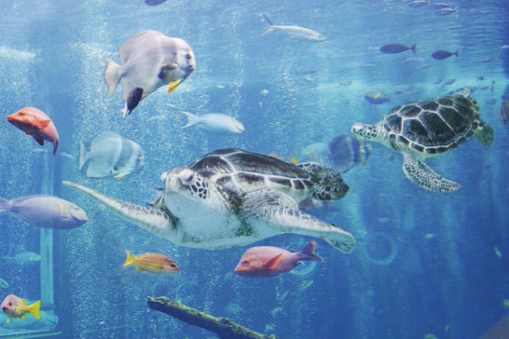 箱根园水族馆门票