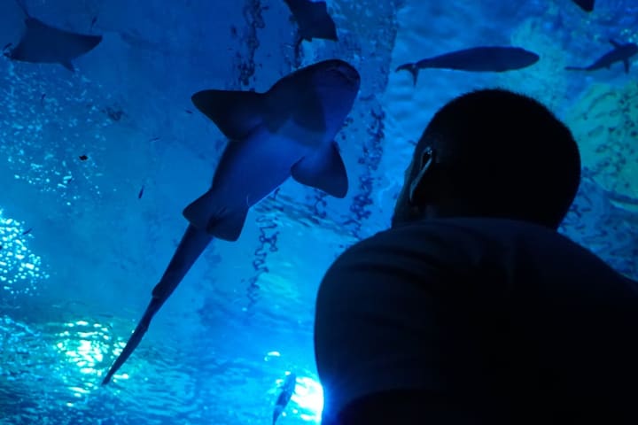 西班牙塞维亚水族馆门票