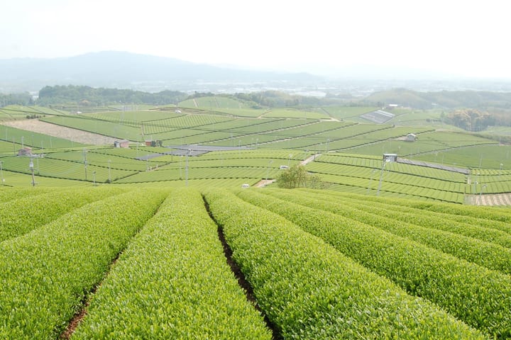 Yame Central Tea Plantation Full-Day Guided Tour with Sake Tasting