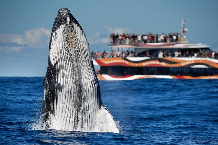 2-Hour Whale Watching Sydney Harbour Cruise
