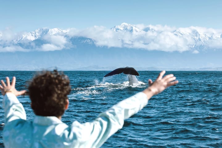 Whale Watch Cruise di Kaikoura