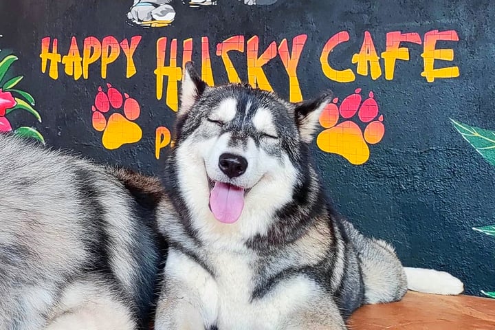 Happy Husky Cafe di Puerto Princesa