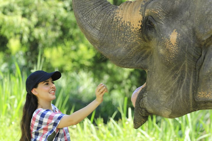 Elephant Retirement Park Chiang Mai Elephant Care Programs