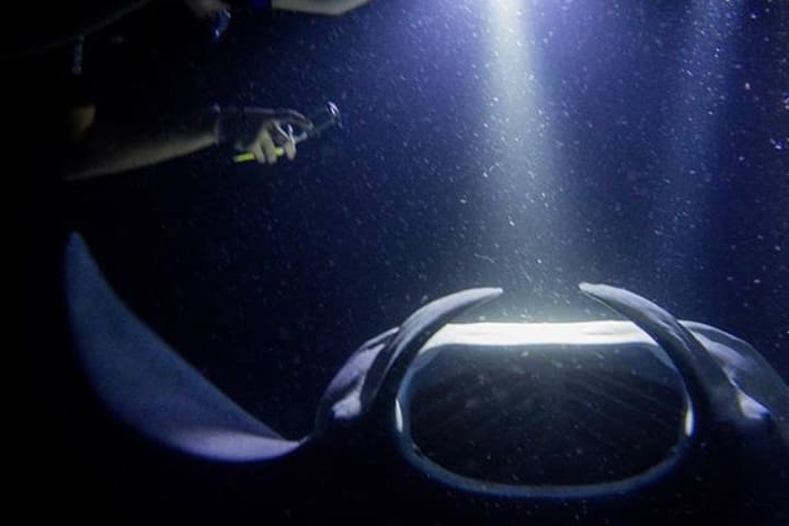 Hawaii Manta Ray Night Snorkel Experience