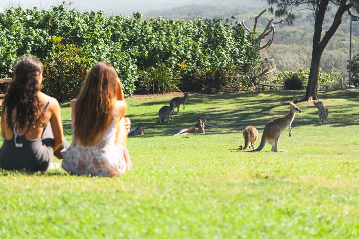 Tur Sehari North Stradbroke Island