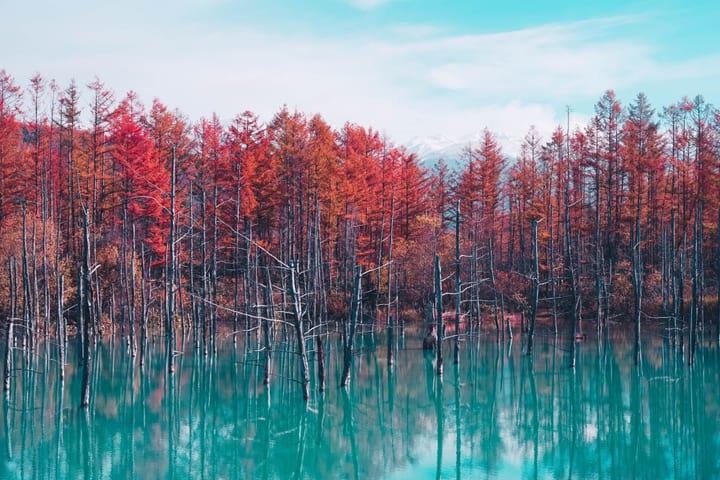 Hokkaido | Tur Satu Hari Mobil Pribadi dengan Pilihan Sendiri | Keberangkatan dari Sapporo