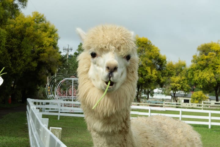 Tomita Garden Farm Ticket in Taoyuan
