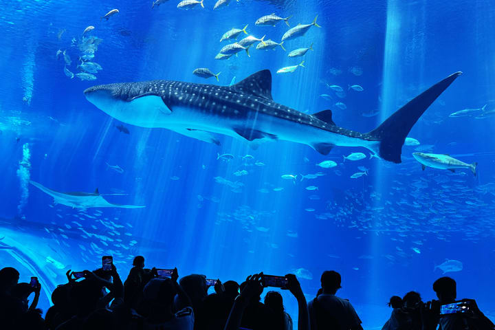 冲绳美丽海水族馆 & 库尔岛一日游巴士之旅