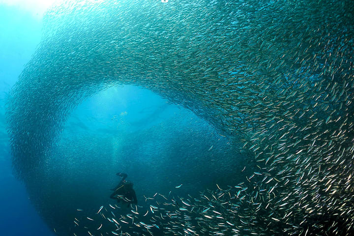 Thousand Sardines Scuba Diving and Pescador Island Snorkeling Tour