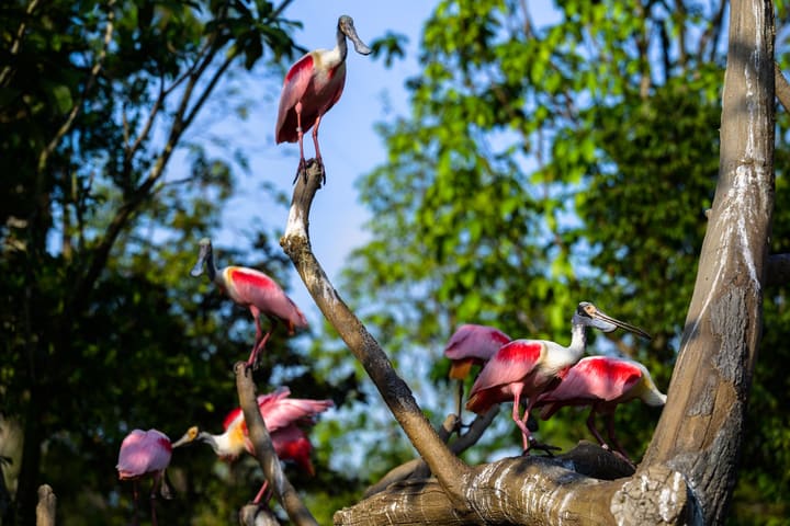Bird Paradise Ticket | Mandai Wildlife Reserve, Singapore