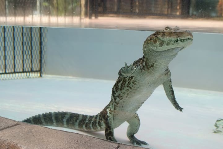 Atagawa Tropical & Alligator Garden Ticket in Higashiizu
