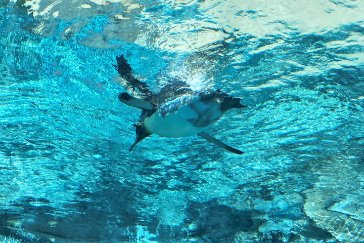 Asahiyama Zoo Full-Day Tour with Sapporo TV Tower Ticket