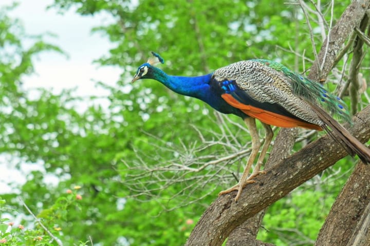 Yala National Park Safari Day Tour dari Ella