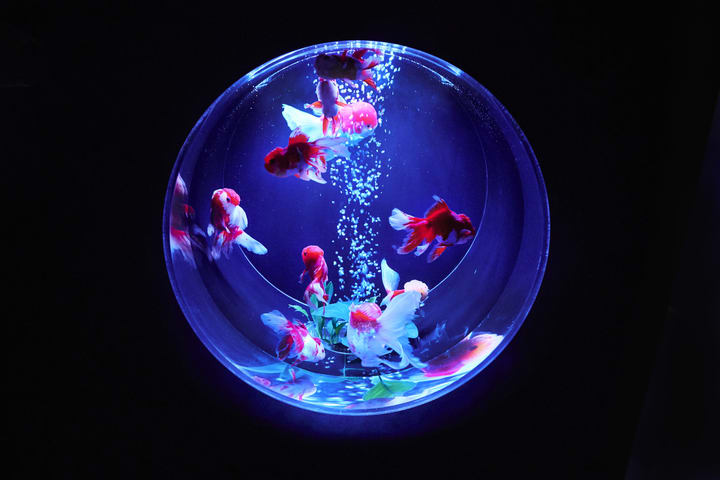 Art Aquarium Museum GINZA Ticket