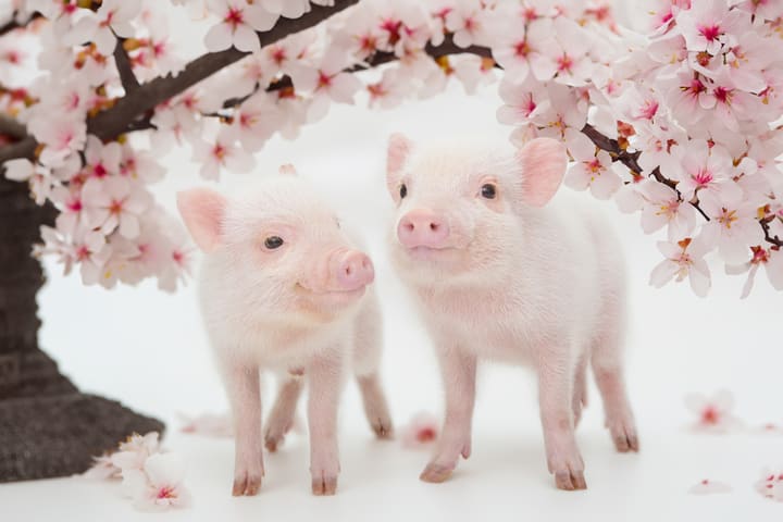 与迷你猪亲密接触的咖啡馆 mipig（原宿竹下通店）