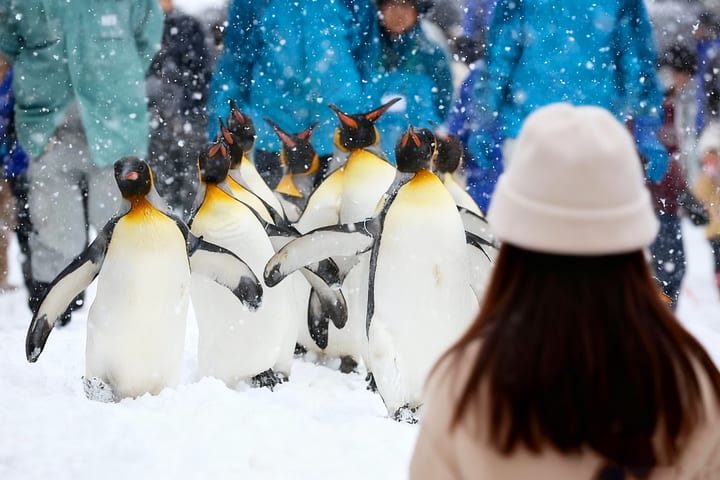 Tur Sehari Kebun Binatang Asahiyama Hokkaido & Teras Peri Hutan