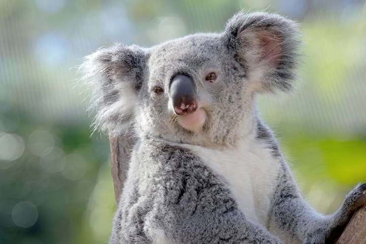 Zoo Tampa Admission in Tampa