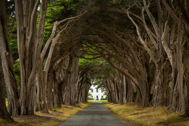 Muir Woods dan Point Reyes Hiking Tour di San Francisco