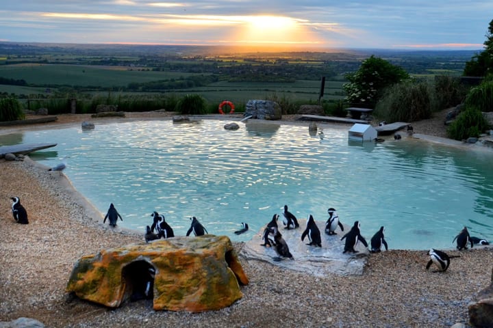 ZSL Whipsnade Zoo ticket