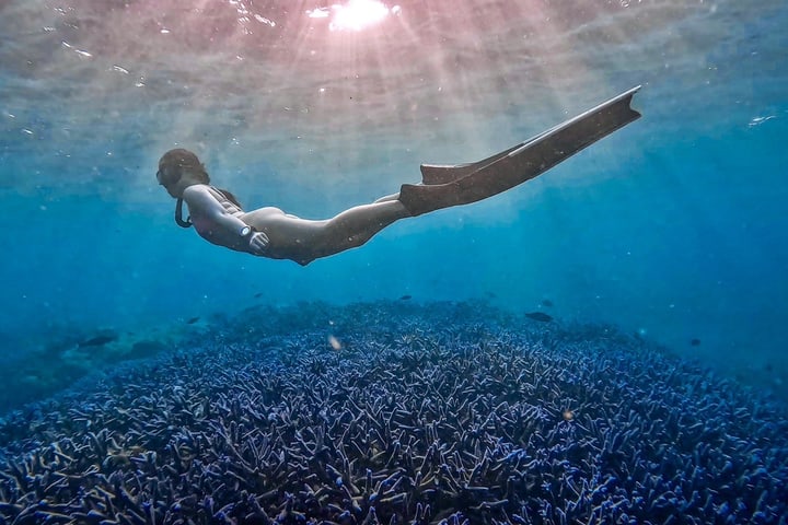澎湖: 浮潜 / 免证照自由潜水体验