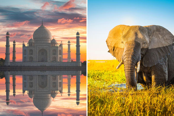 Dari Delhi: Tur Matahari Terbit Taj Mahal dengan Pusat SOS Gajah