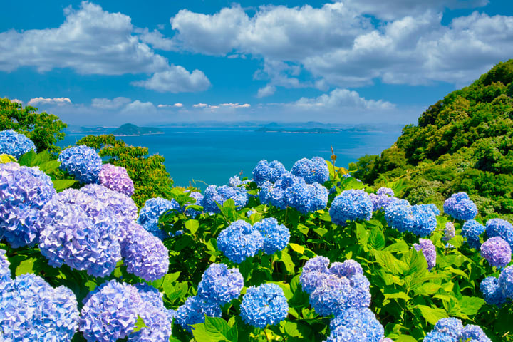 Jeju Eastern/ Western/ Hydrangea/ Seongsan Ilchulbong/ Private Tour