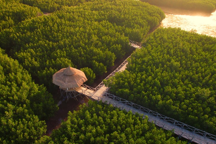 Tur Pribadi Setengah Hari Mangrove dan Matahari Terbenam Panglao