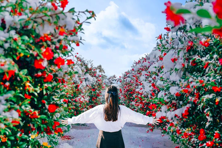 [Hotel Pick up] Jeju Camellia & Tangerine & Snow Winter Tour