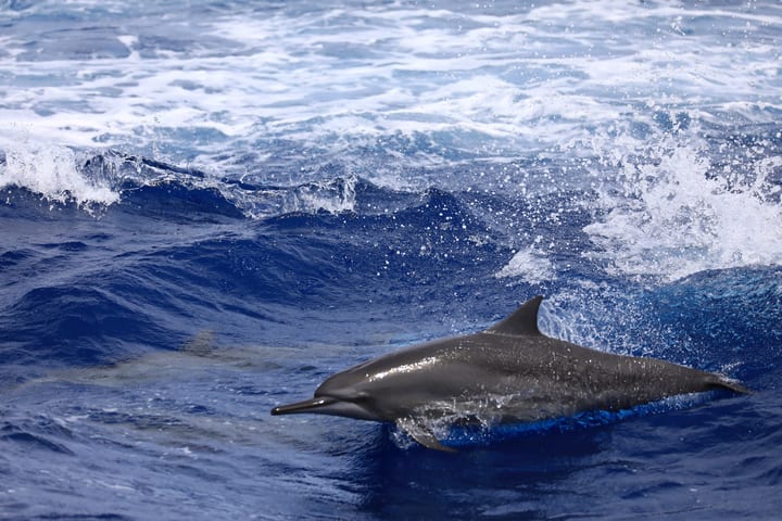 Guam Dolphin Cruise