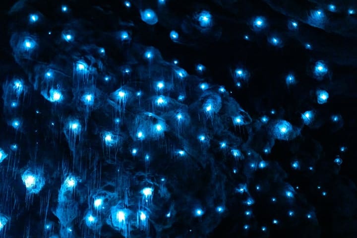 Te Anau Glowworm Cave Tour