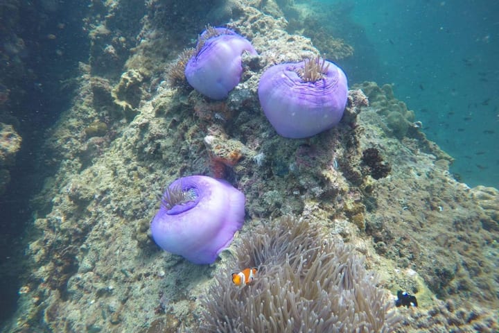 甲米Yawasam & 塔鲁岛（Talu Island）浮潜之旅