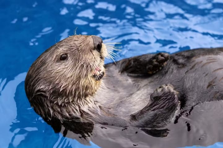 Vancouver Aquarium Ticket
