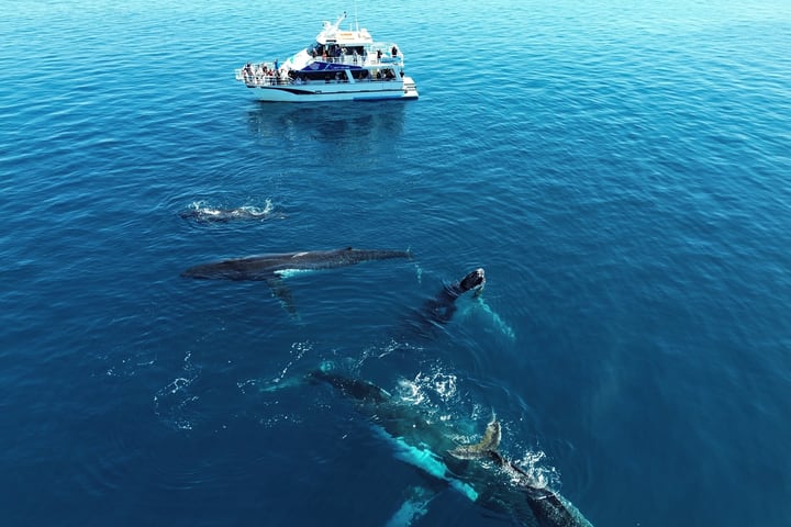 Whale Watching Cruise Margaret River, Busselton, Dunsborough