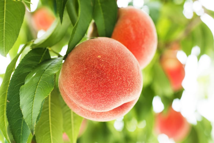 Yamagata Fruit Picking & Ginzan Onsen Day Trip (From Sendai)