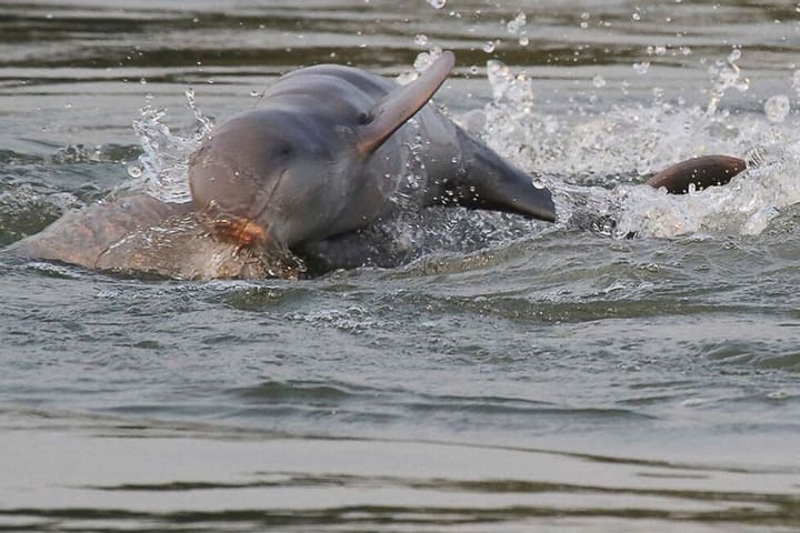 Dolphin Watching Mangrove Morning Cruise di Santubong