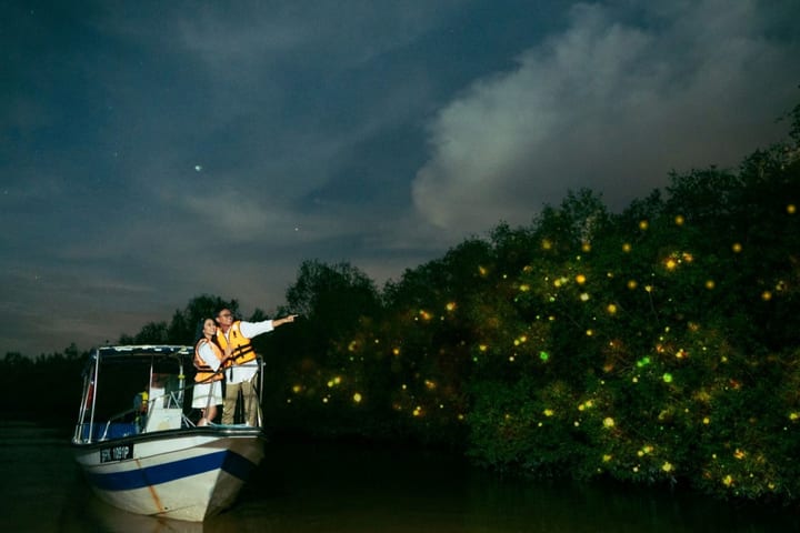 Fireflies Tour: Blue Luminescent & Seafood Dinner di Kuala Selangor